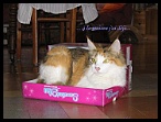 0093 8 juillet 2006